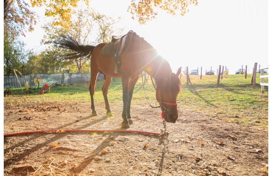 Gesunde Leckerli - das beste Geschenk für Pferdeliebhaber