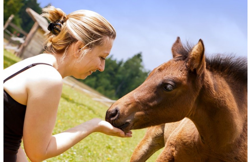 Esparsette-Leckerlis überzeugen durch ihre natürliche Herstellung für eine gesunde Ernährung - so muss Pferdefutter sein!