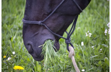 Verdauung beim Pferd anregen - schonend mit der richtigen Futterbeigabe