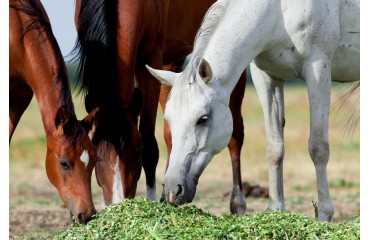Pferdefutter für Leber und Nieren: Mariendistelöl und Mariendistelsamen unterstützen Tätigkeit lebenswichtiger Organe
