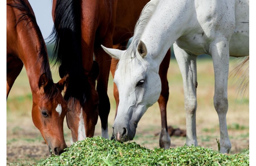 Pferdefutter für Leber und Nieren: Mariendistelöl und Mariendistelsamen unterstützen Tätigkeit lebenswichtiger Organe