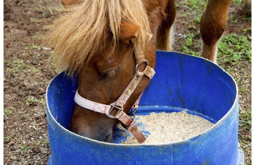Pferdefutter für den Stoffwechsel: ausgewogenes Premium-Futter für eine tierisch glückliche Zukunft